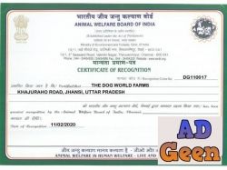 Premium Quality Labrador Puppies available 9793862529 The Dog Farm
